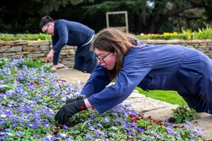 Volunteers tending to a raised flower bed with purple daisy flowers.