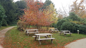 Picnic area. Four picnic benches beside some trees and bushes. 